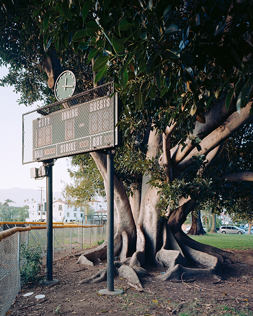 A photograph, titled Pershing Park, of a large tree with exposed roots from photographer Matt Walla's project Ordinary Fare